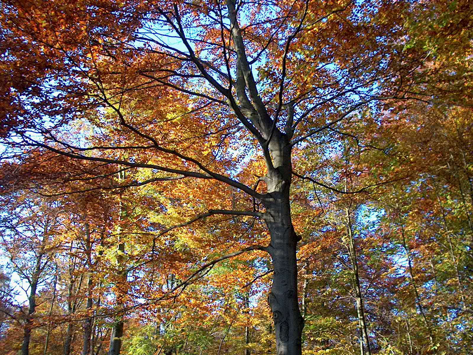 Nyphenburger Park 033 